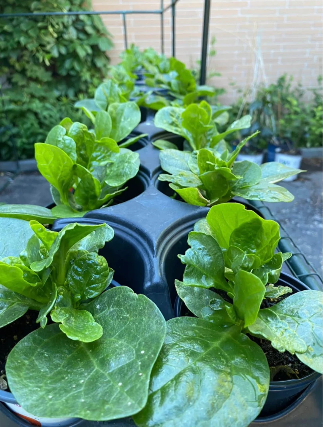 Large Malabar Spinach🥗🪴
