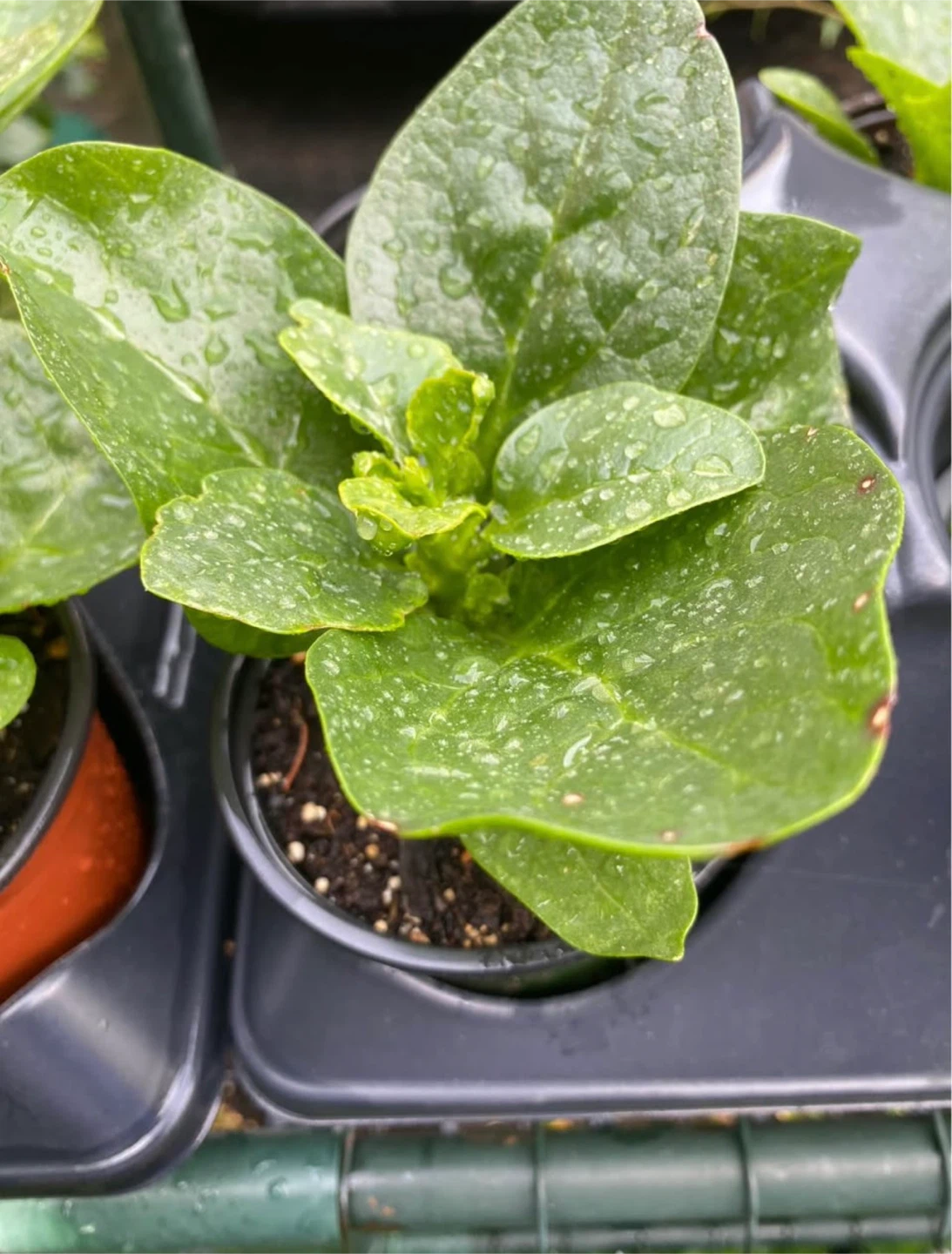 Large Malabar Spinach🥗🪴 - photo 2