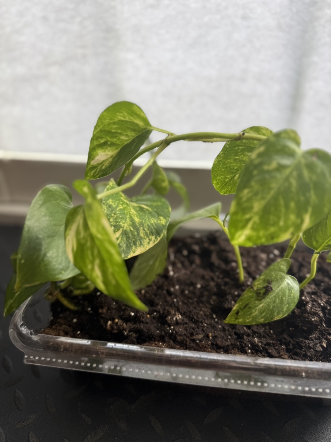 Pathos or money plant 🌱 in disposable container ⚽️