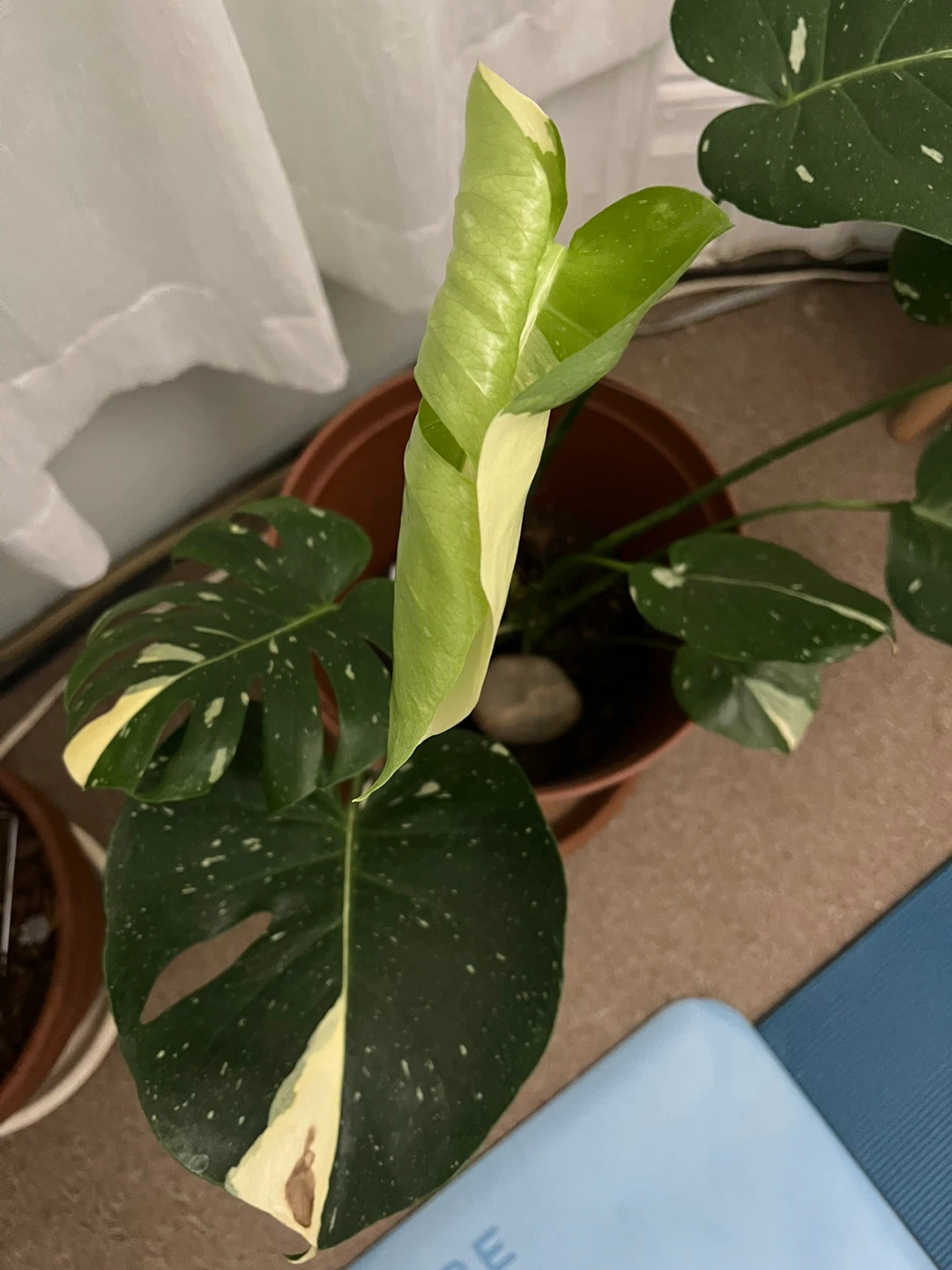 Variegated Monstera Albo - photo 2