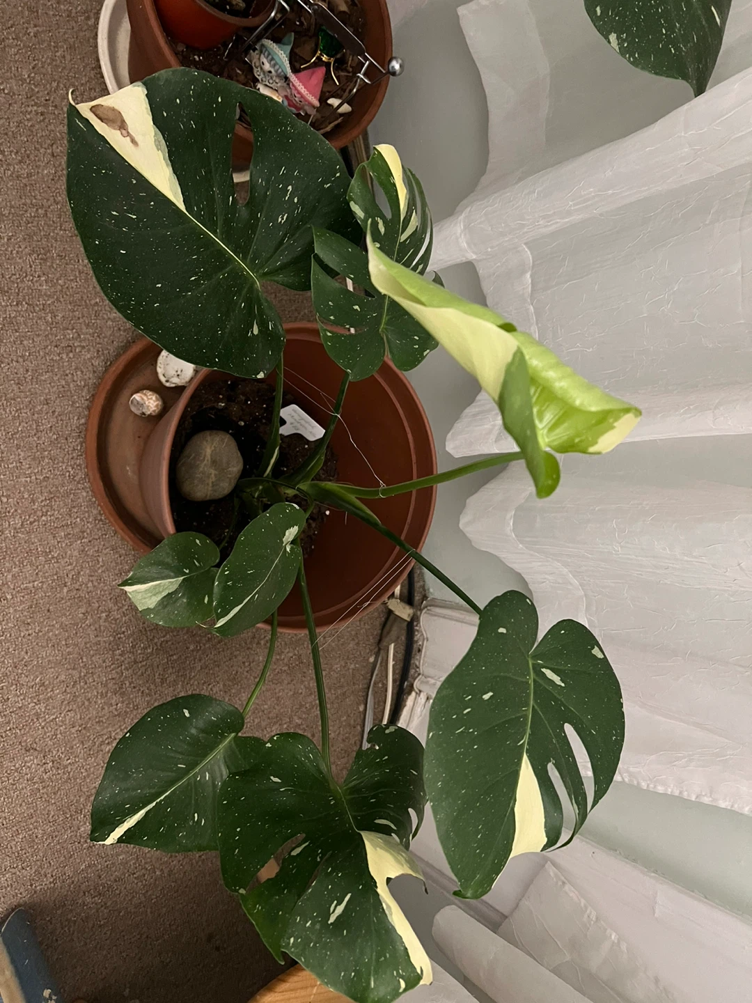 Variegated Monstera Albo