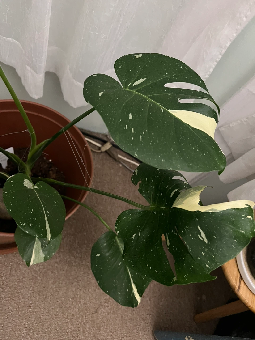 Variegated Monstera Albo - photo 3