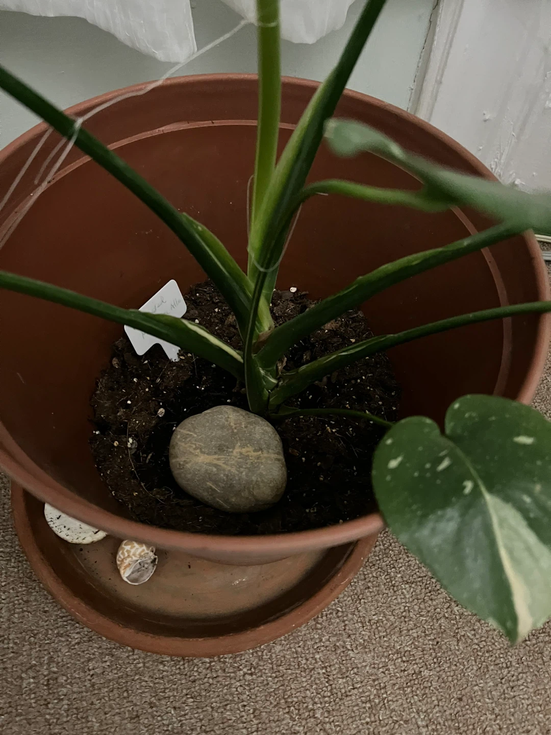 Variegated Monstera Albo - photo 5