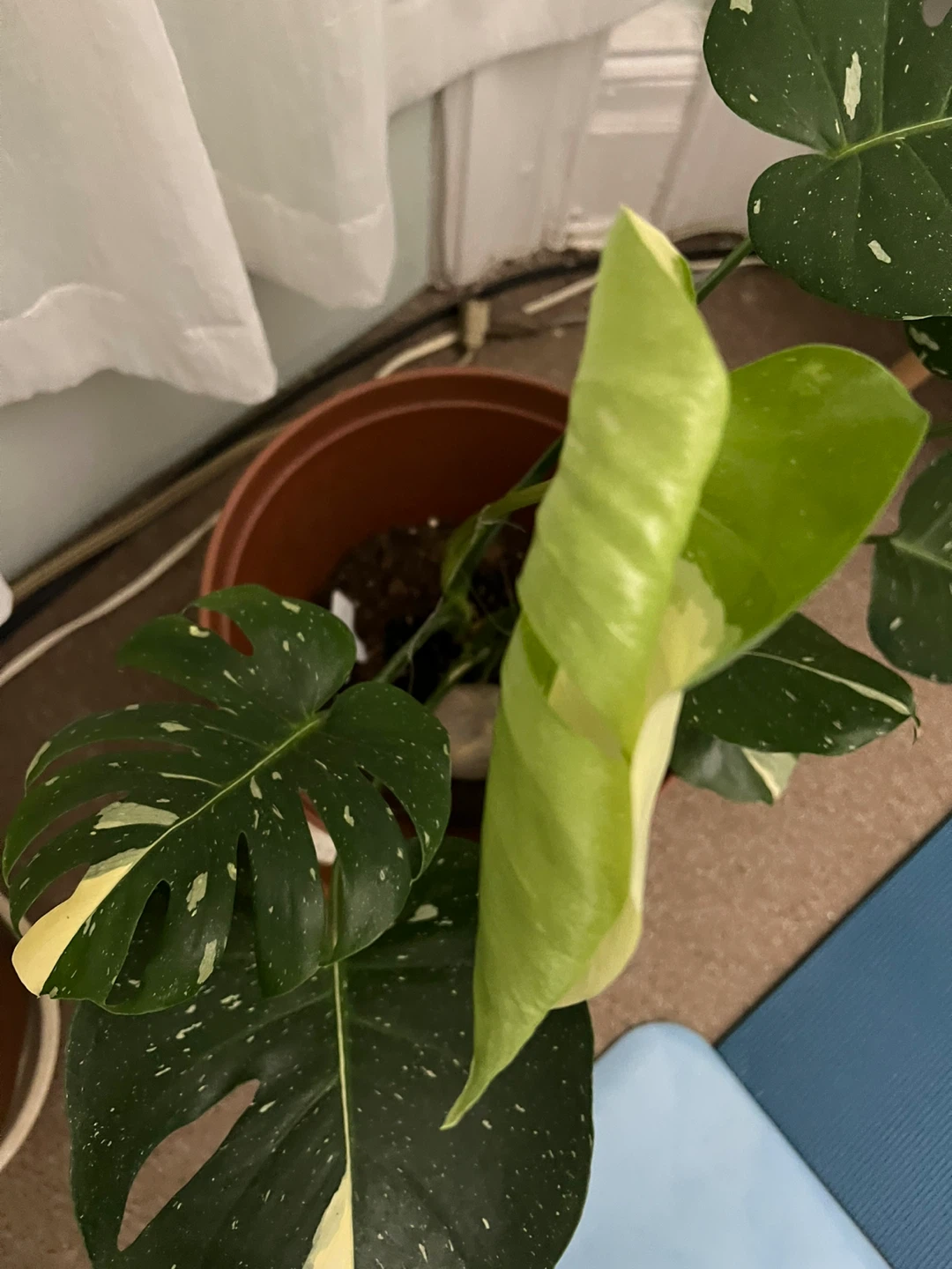 Variegated Monstera Albo - photo 4