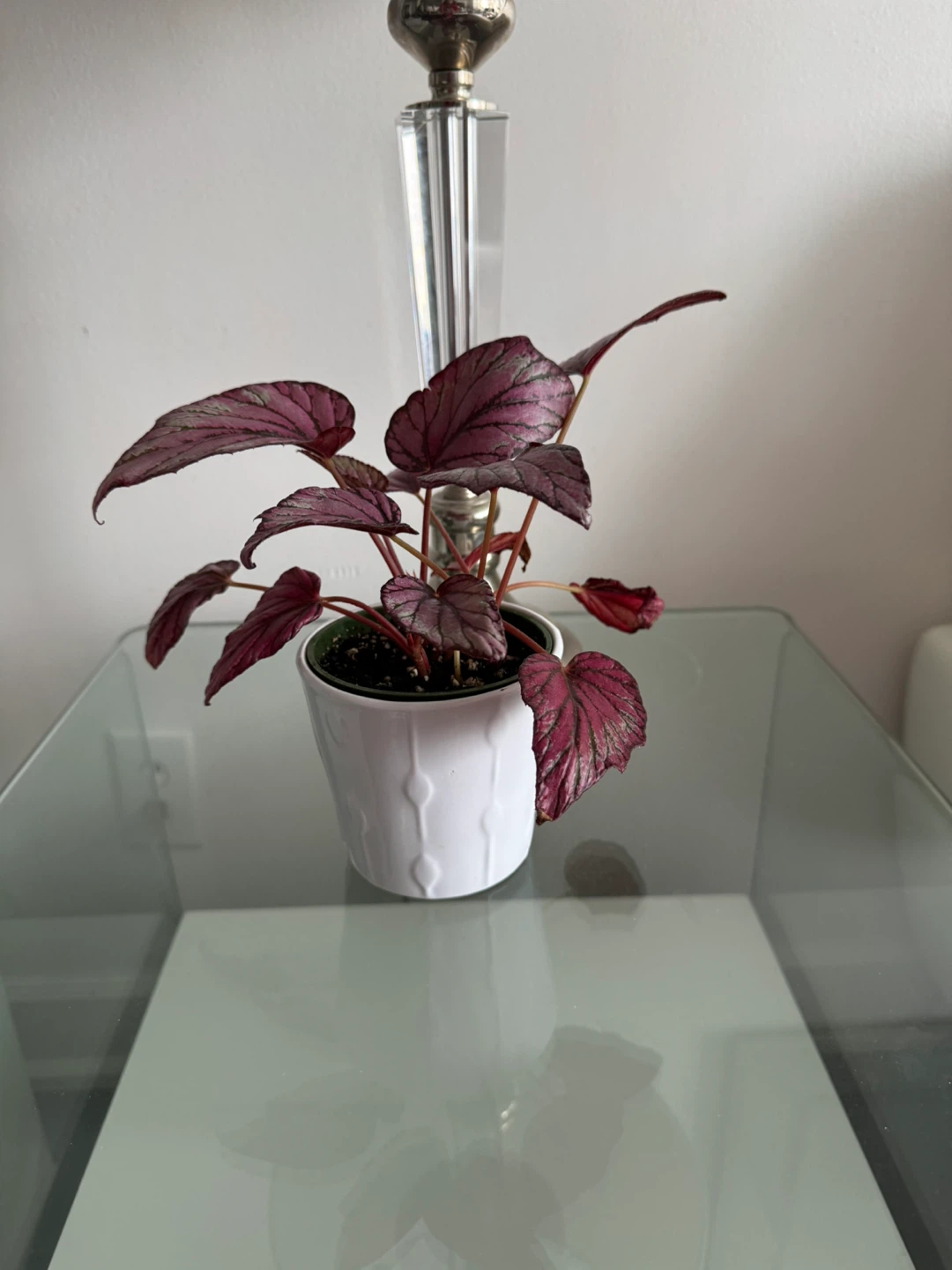 Potted Begonia Plant