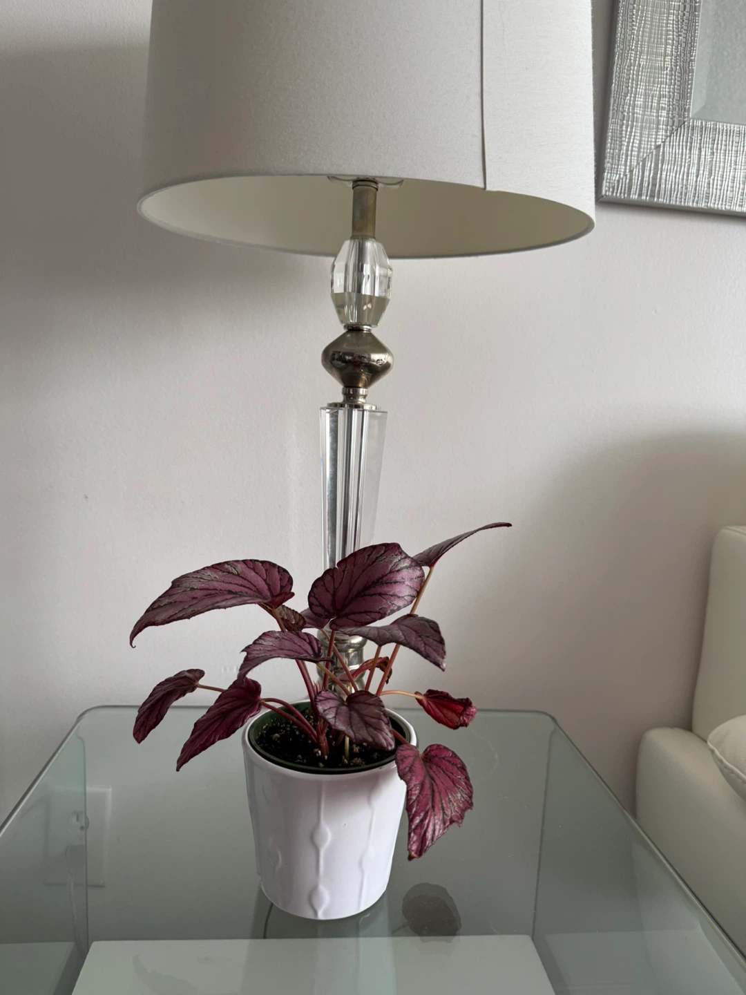 Potted Begonia Plant - photo 3