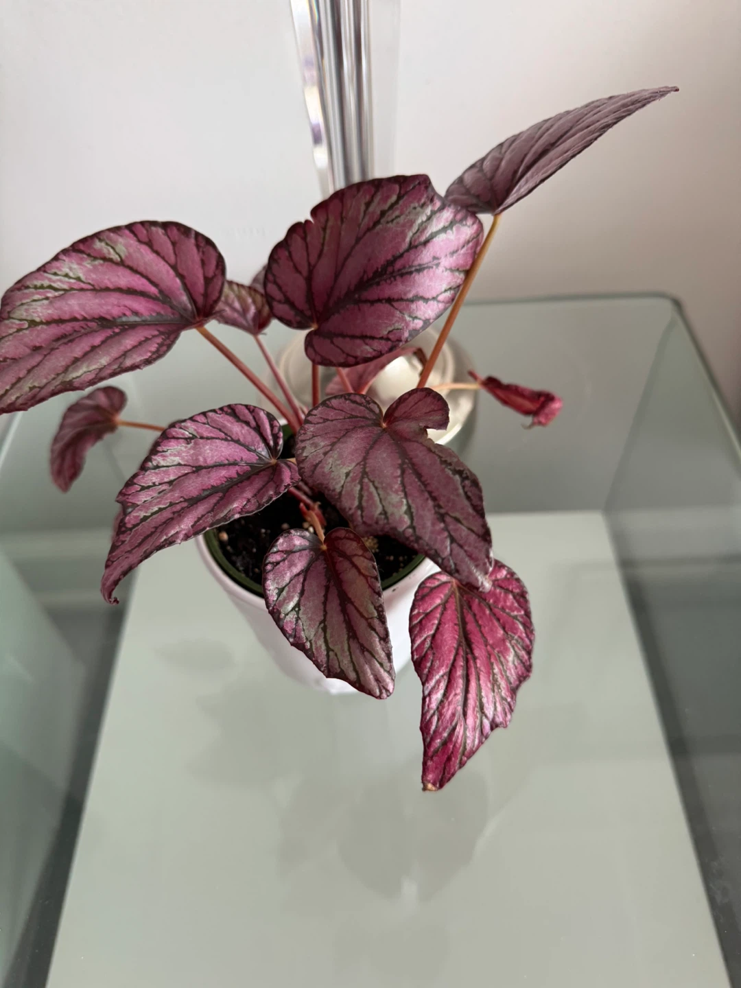 Potted Begonia Plant - photo 2