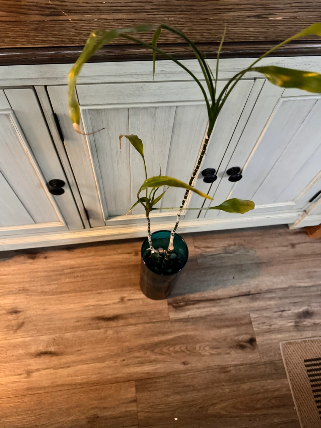 Tall lucky bamboo plant