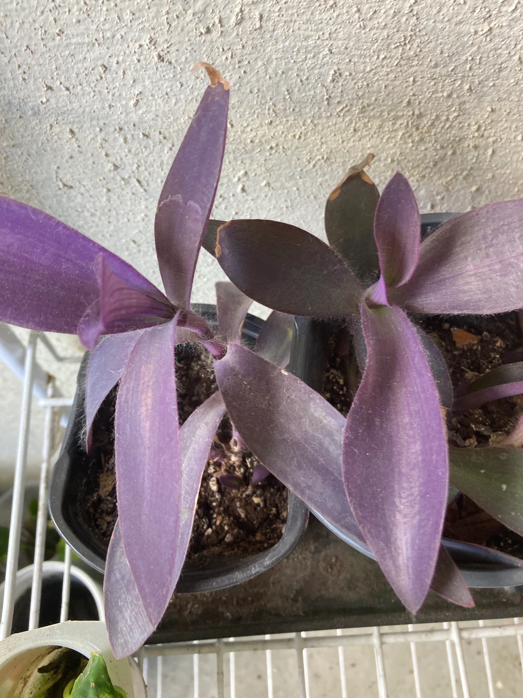 Purple Heart Plant⚽️