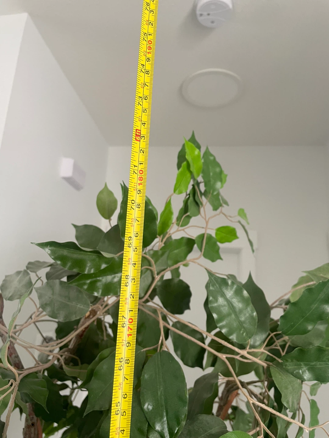 Artificial Ficus Tree - photo 4