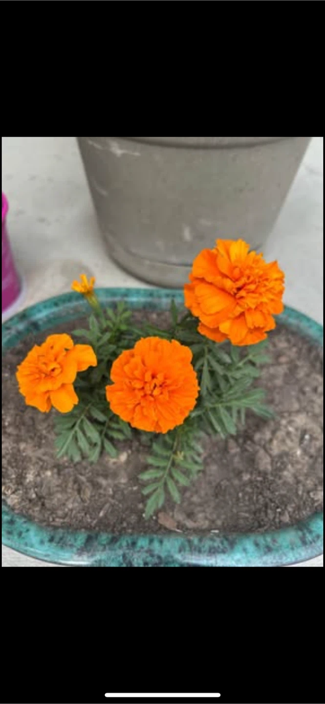 Orange Marigolds Plant（price offer) - photo 3