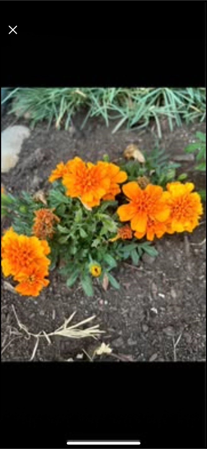Orange Marigolds Plant（price offer)