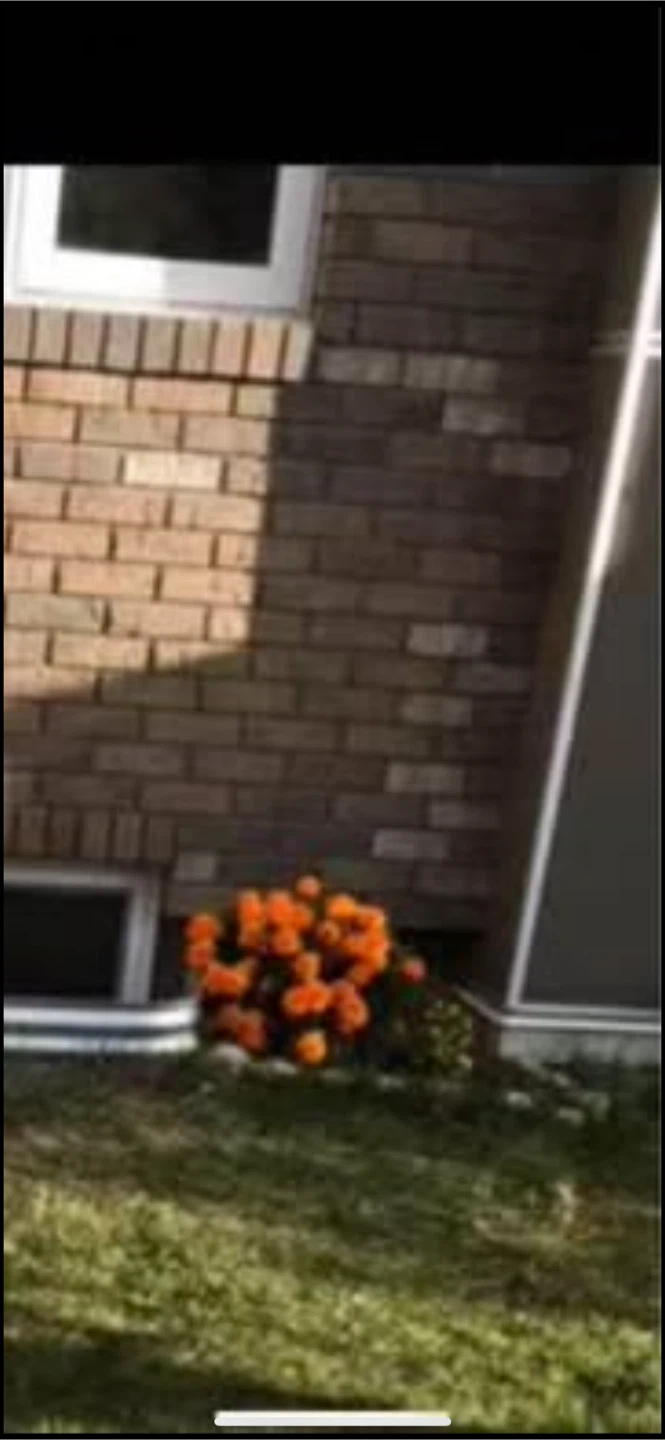 Orange Marigolds Plant（price offer) - photo 2