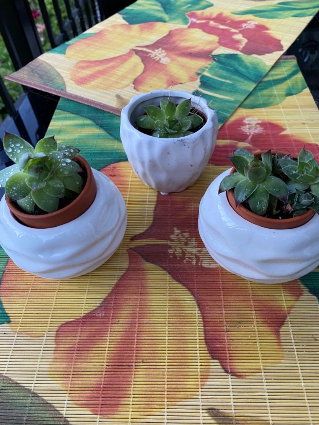 Set of 3 Small Succulent Planters