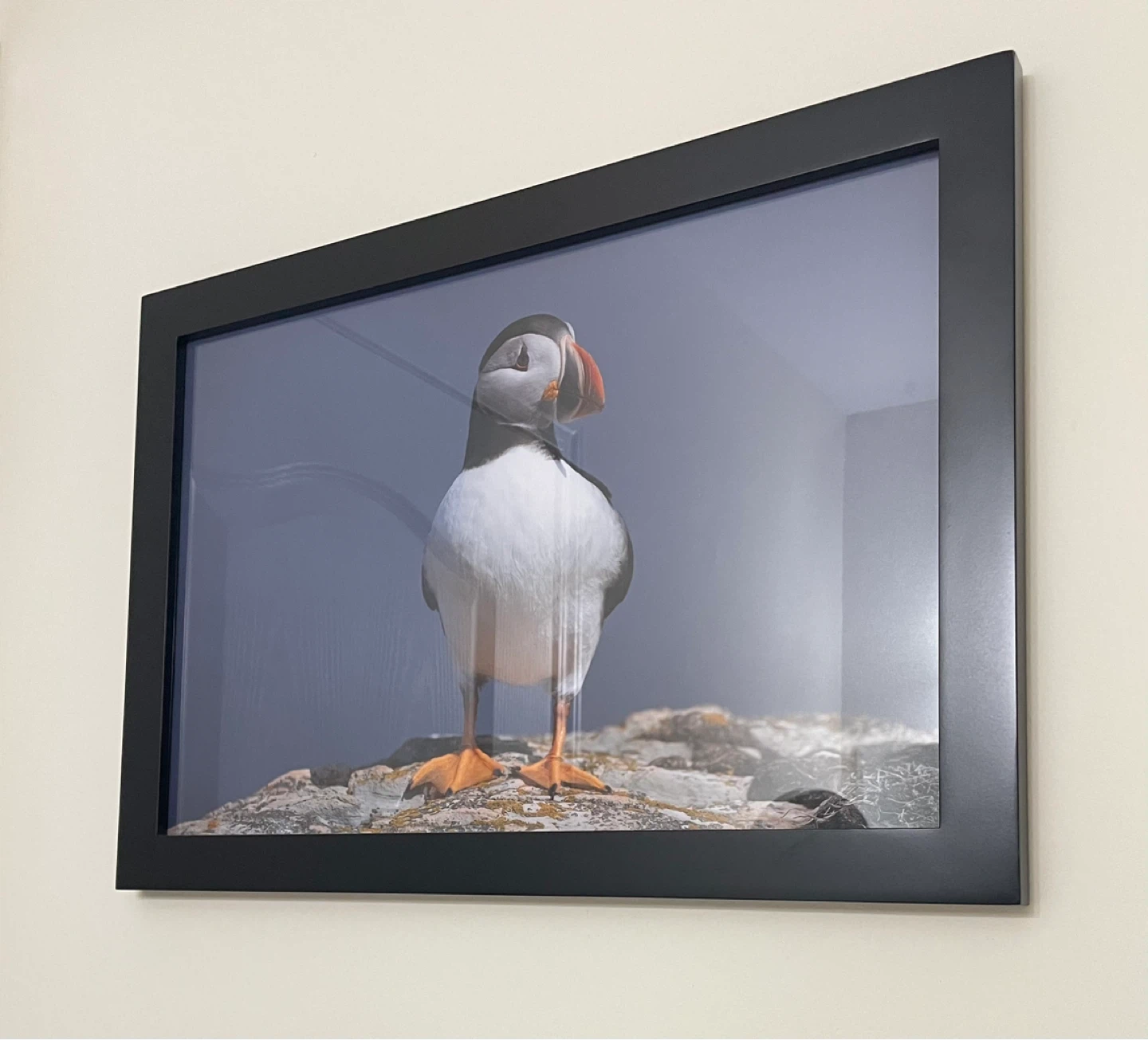 ⚽️ 12x18 Original Framed Puffin Photograph