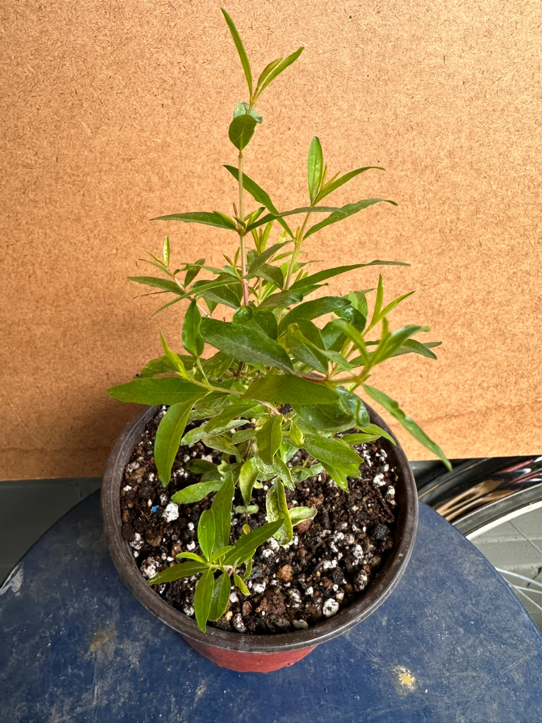 Pomegranate Plant - photo 2
