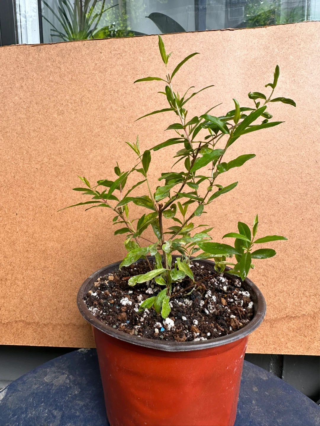Pomegranate Plant