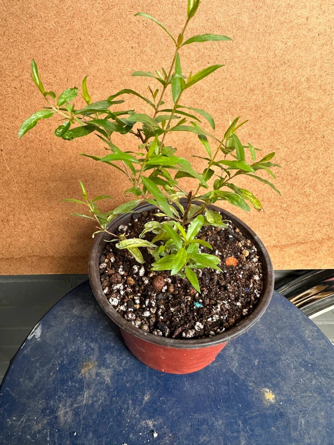 Pomegranate Plant - photo 3