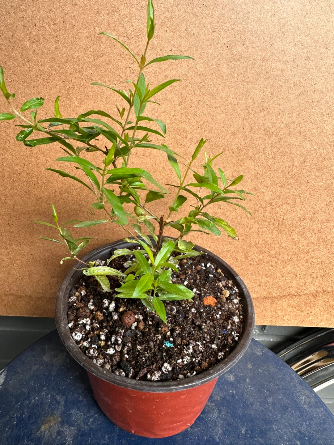 Pomegranate Plant - photo 4