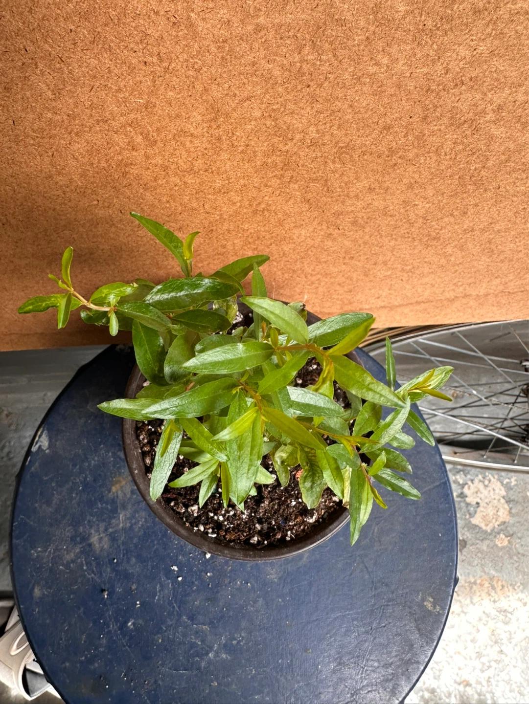 Pomegranate Plant - photo 5