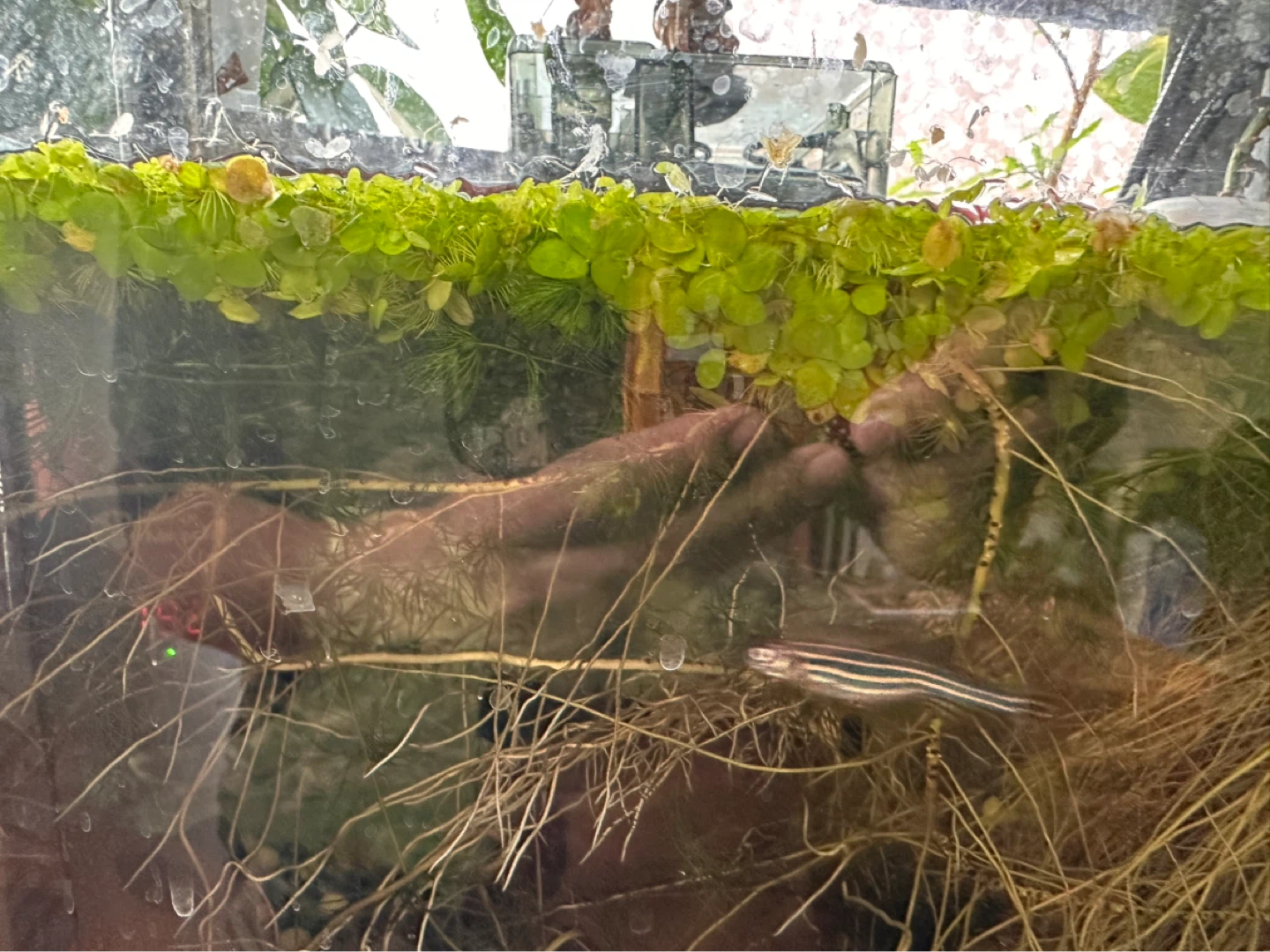 Floating Aquarium Plants - Duckweed - photo 4