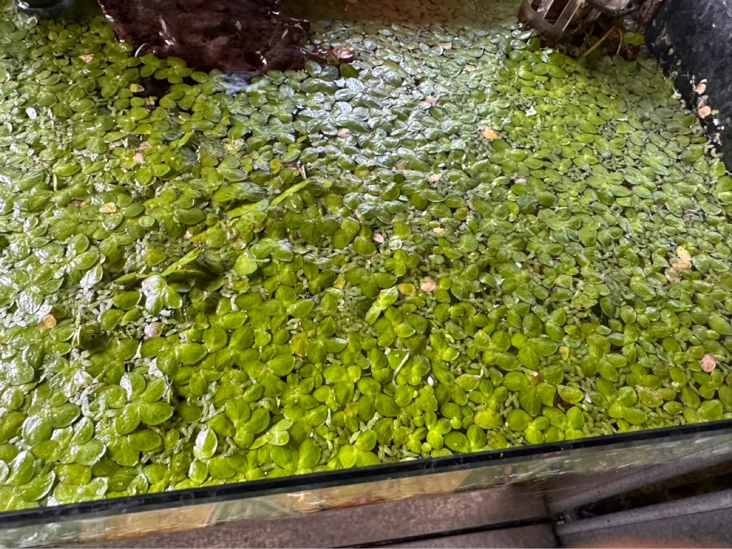 Floating Aquarium Plants - Duckweed