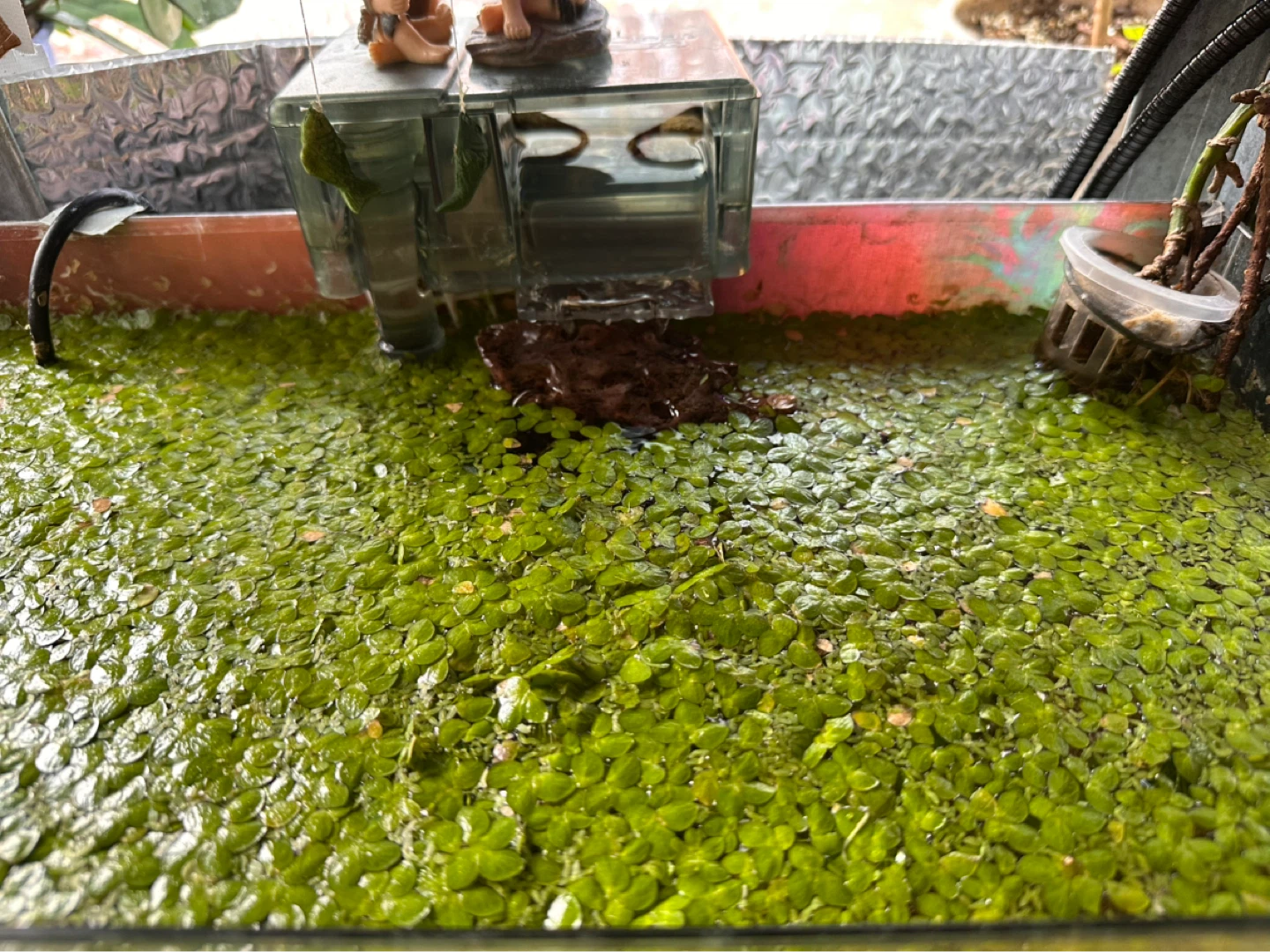 Floating Aquarium Plants - Duckweed - photo 3