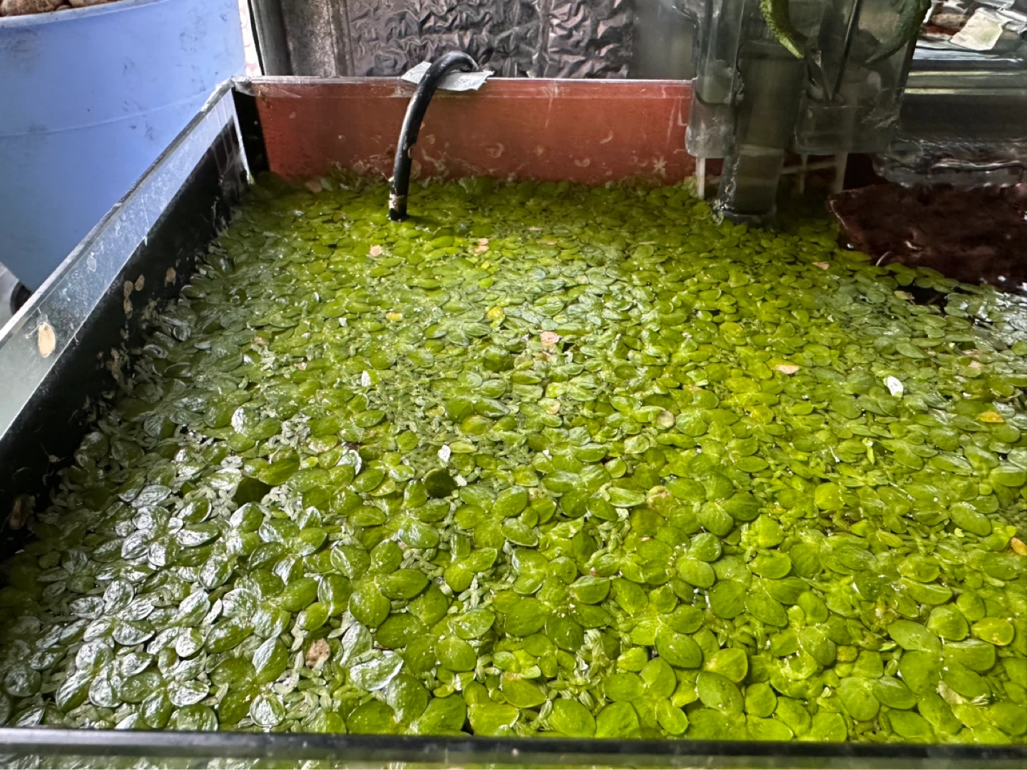 Floating Aquarium Plants - Duckweed - photo 2