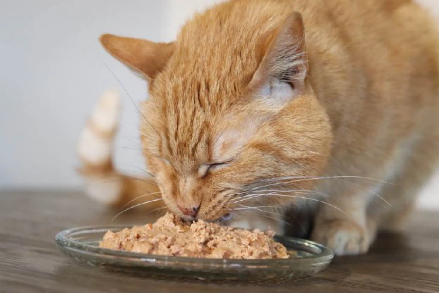 Free cat food