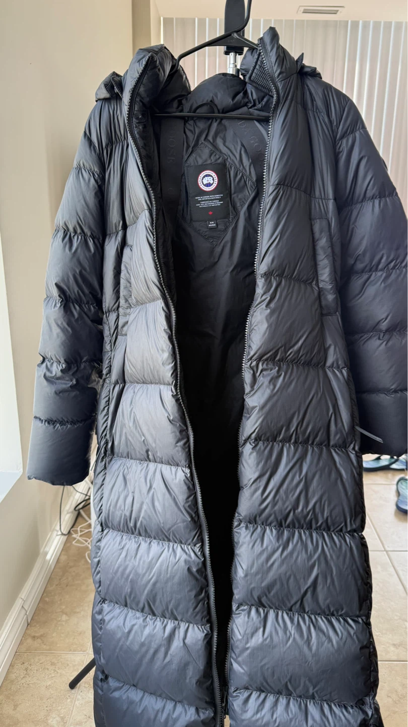 Canada goose