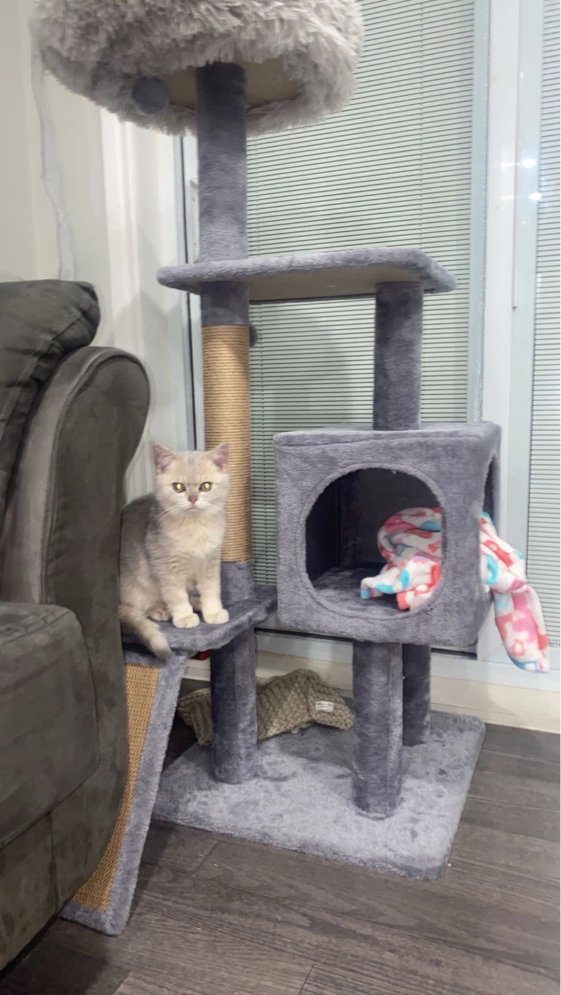 Grey Cat Tree Condo with Scratching Posts