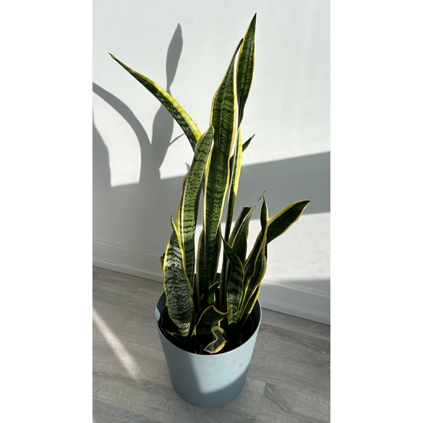 Snake Plant