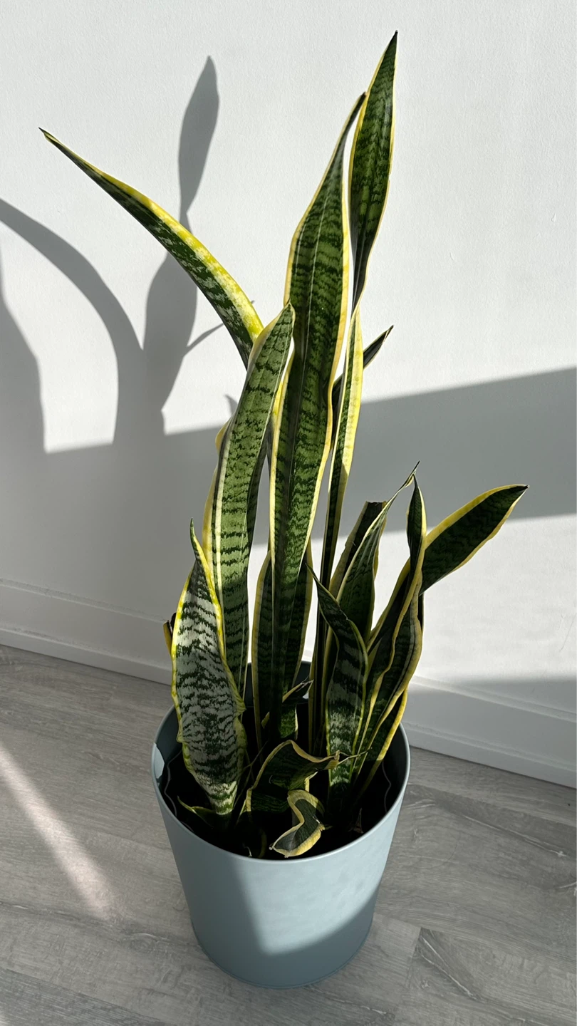 Snake Plant - photo 2