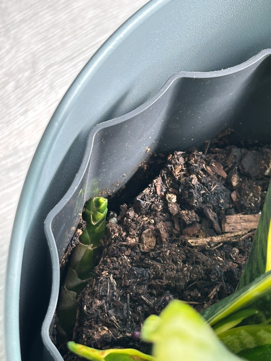 Snake Plant - photo 3