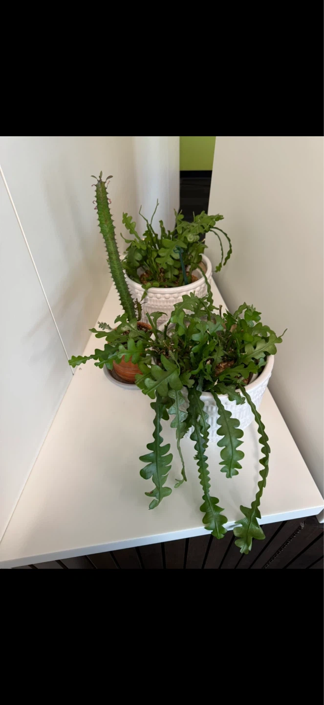 Plants