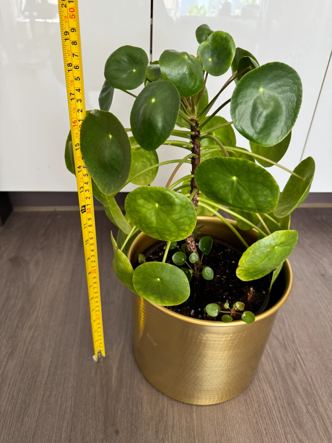 Pilea Peperomioides Plant (money plant) in Gold Metallic Pot - photo 2