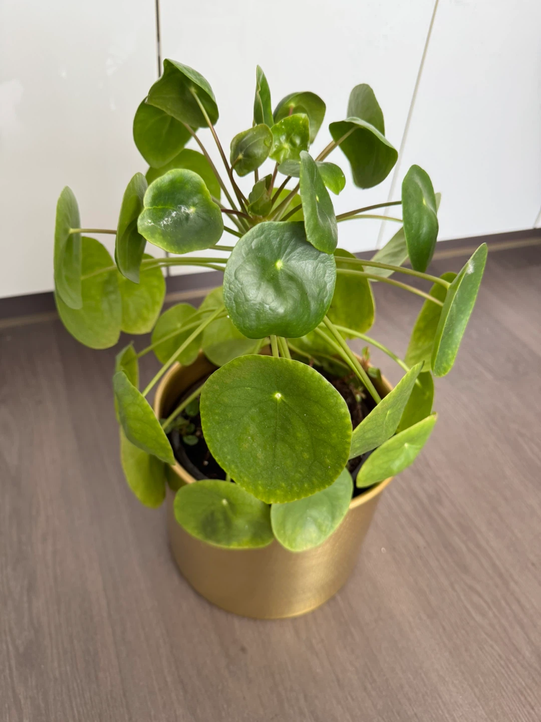 Pilea Peperomioides Plant (money plant) in Gold Metallic Pot - photo 3