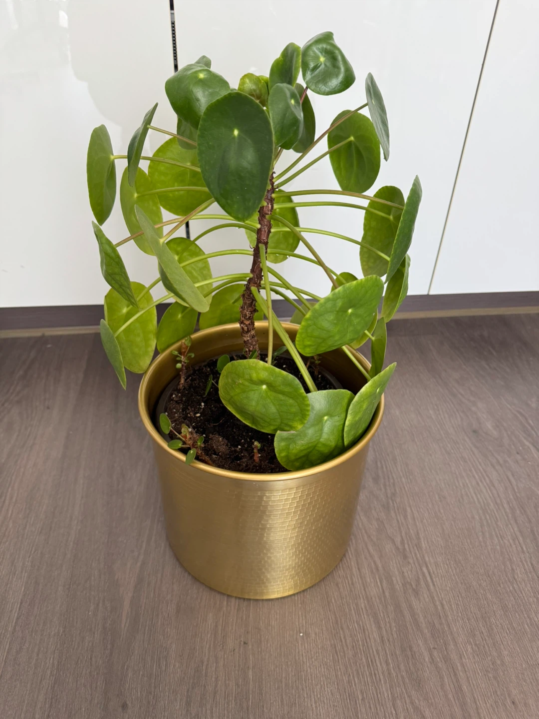 Pilea Peperomioides Plant (money plant) in Gold Metallic Pot