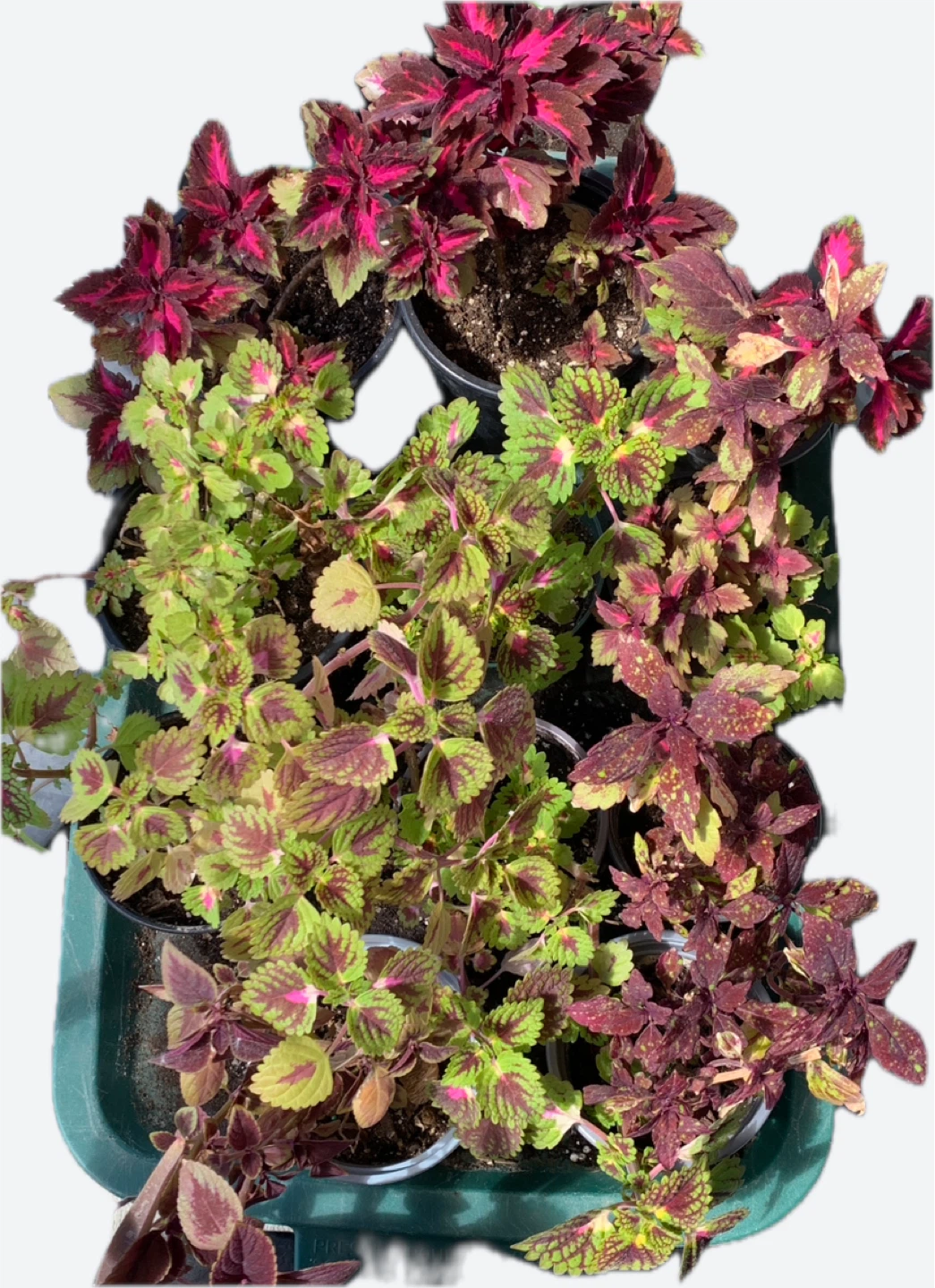 Coleus plants ⚽️