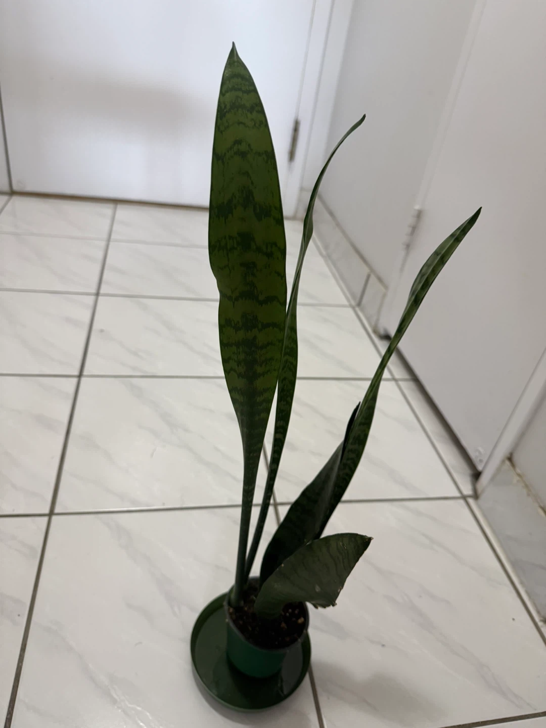 Wooden Stool/Table & Plants for Sale - photo 5