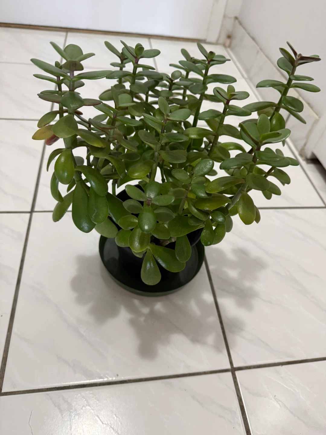 Wooden Stool/Table & Plants for Sale - photo 4
