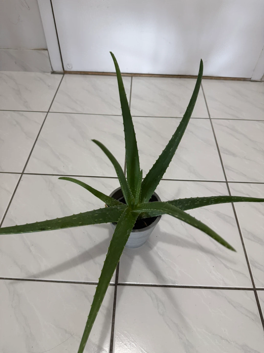 Wooden Stool/Table & Plants for Sale - photo 3