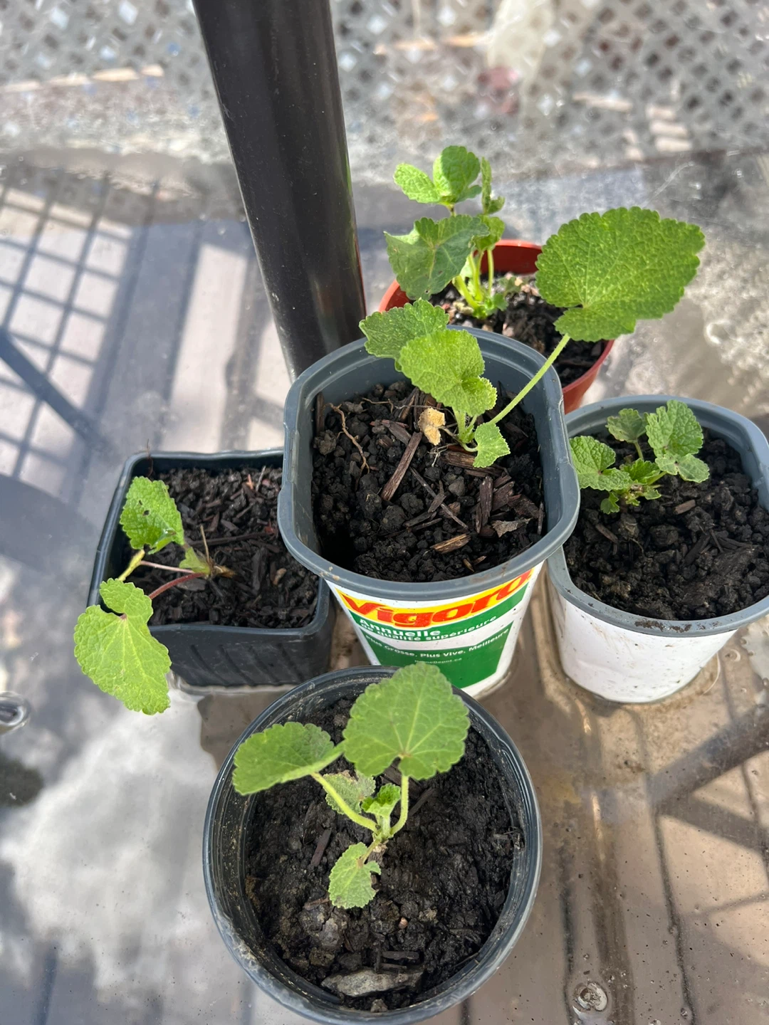 Hollyhock Plant Seedlings
