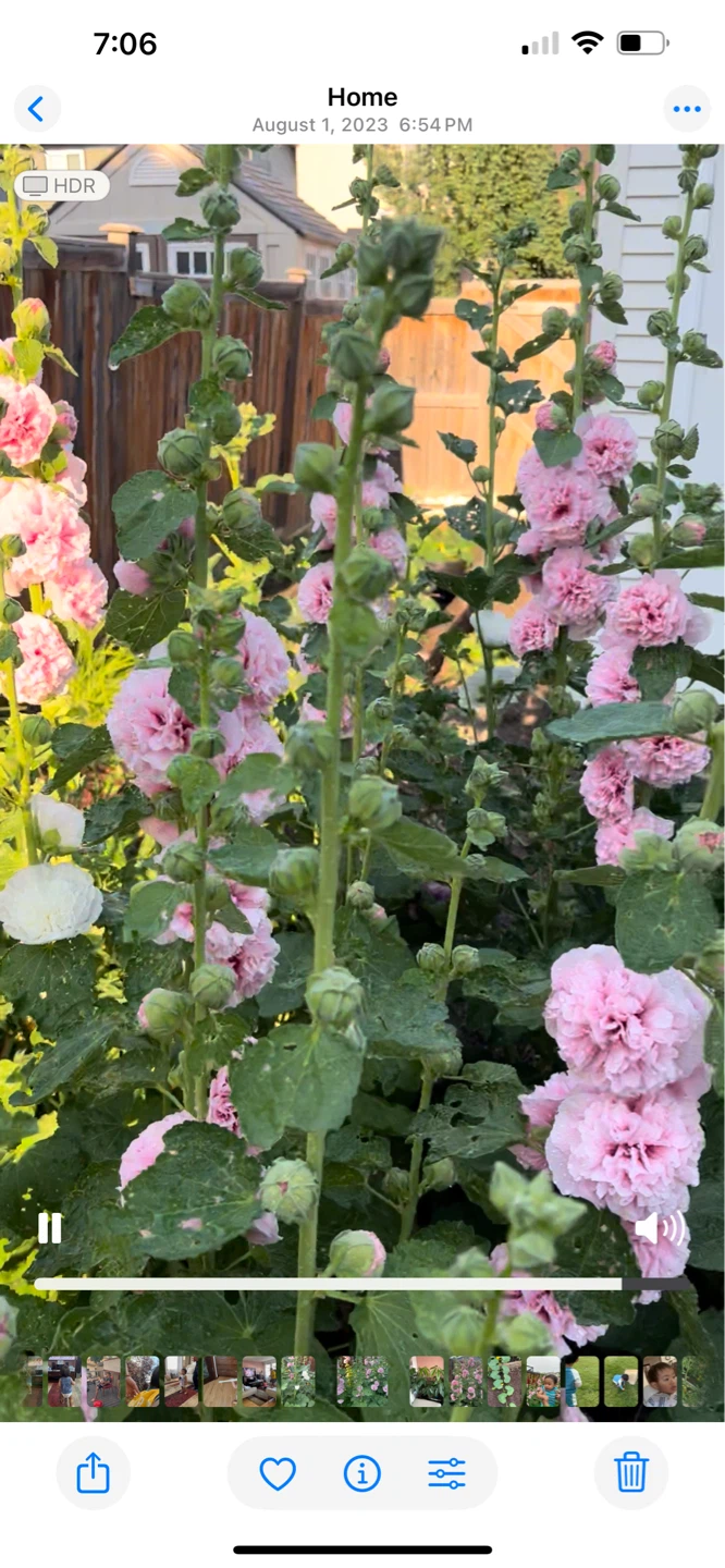 Hollyhock Plant Seedlings - photo 2