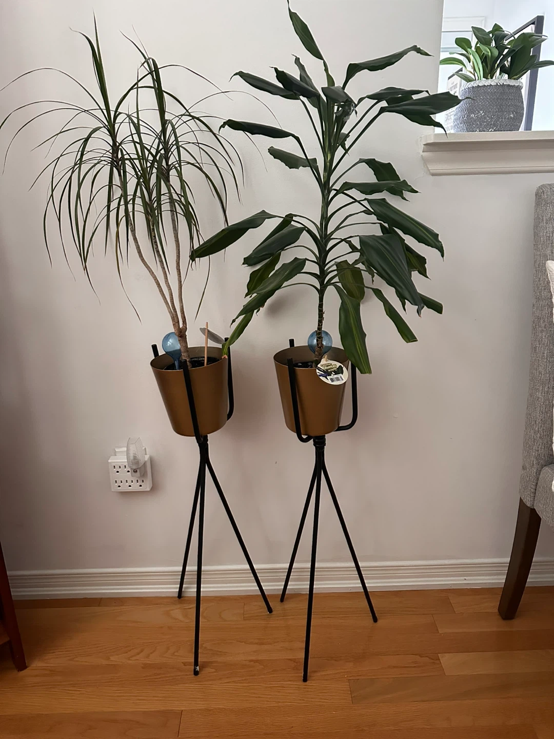 Two indoor plants in tripod stands - photo 2