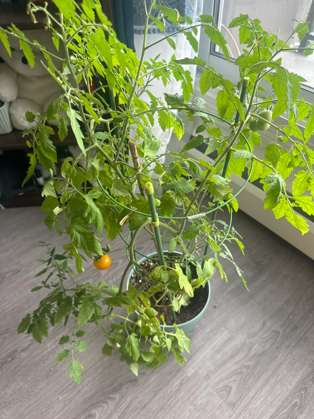 Potted Tomato Plant with Orange Cherry Tomato ⚽ - photo 4