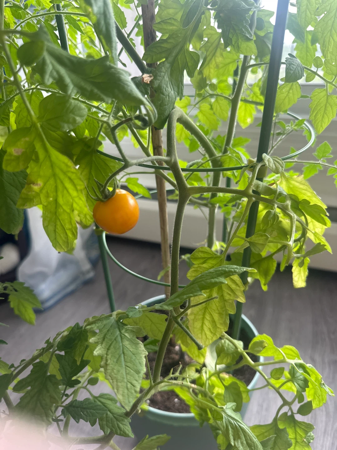 Potted Tomato Plant with Orange Cherry Tomato ⚽ - photo 2