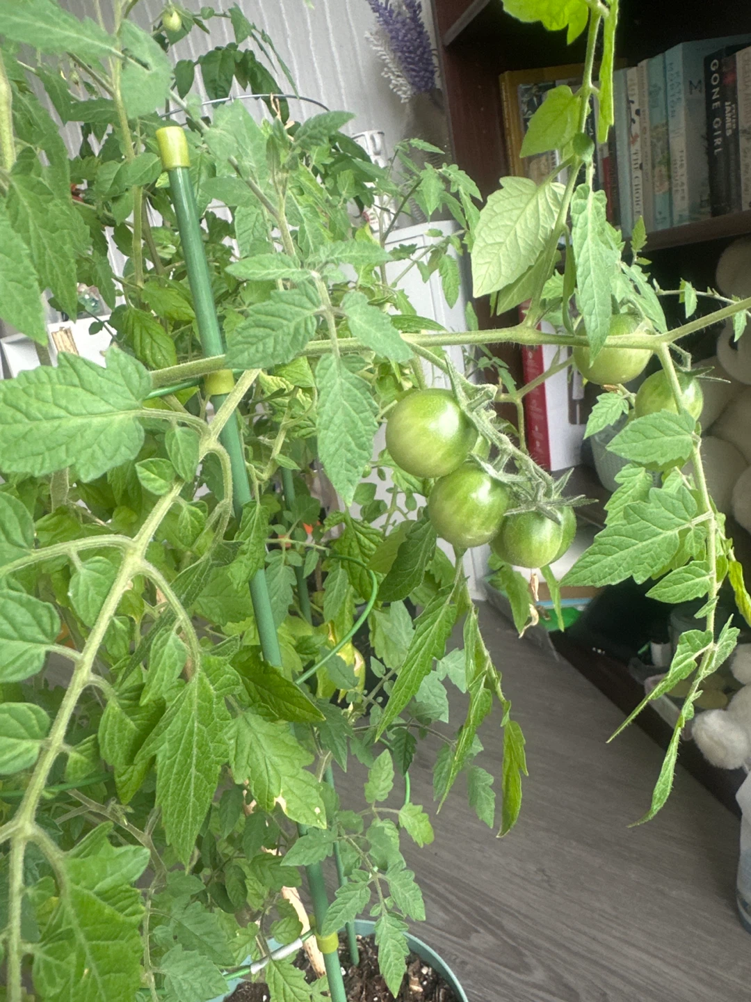 Potted Tomato Plant with Orange Cherry Tomato ⚽ - photo 3