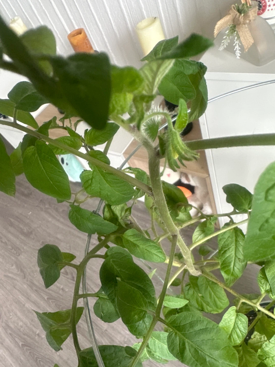 Tomato Plant in Pot with Trellis - photo 2