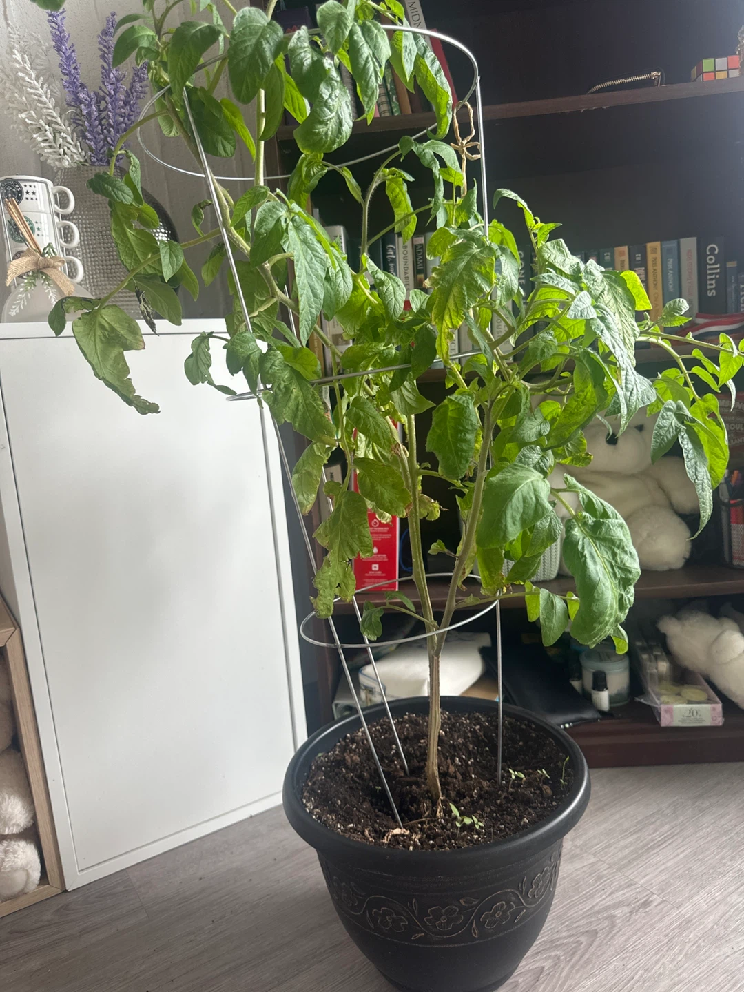 Tomato Plant in Pot with Trellis - photo 3